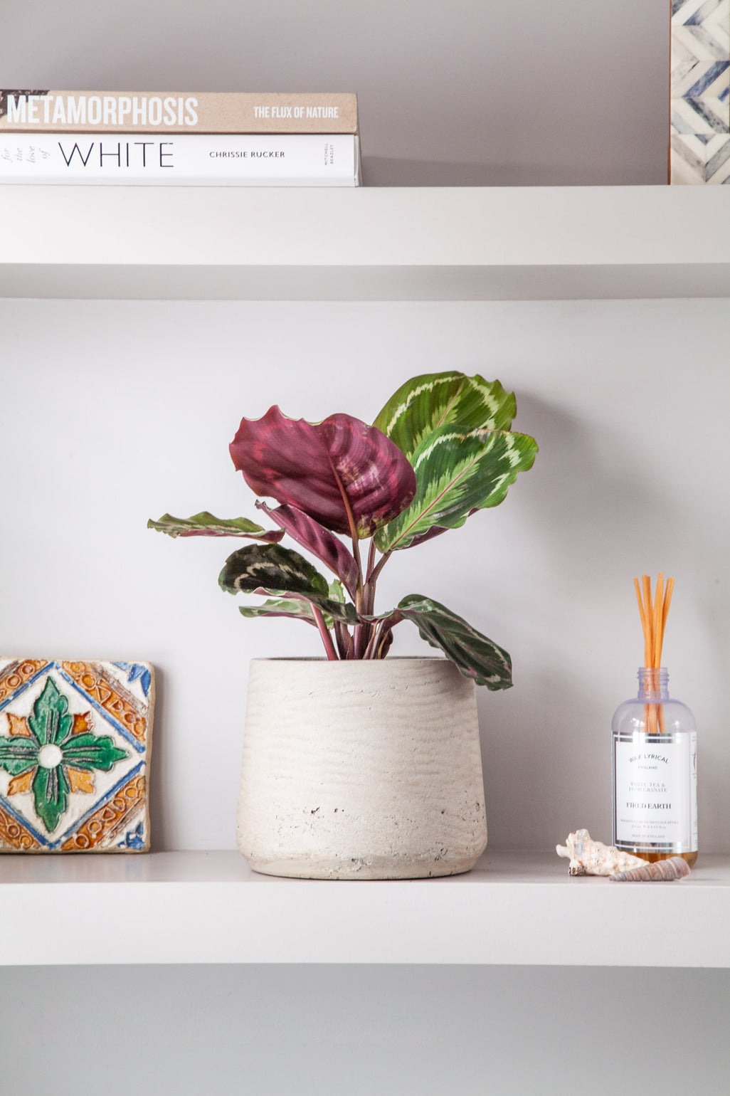 files/IndoorPlants_2-JamieShots20.11.2023-045.jpg